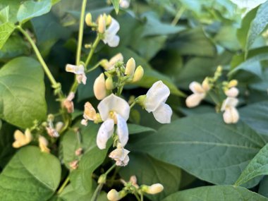 bir bitkinin yeşil yaprakları