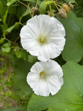 Bahçedeki beyaz çiçek