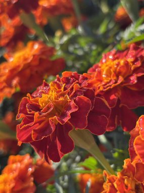 Bahçedeki güzel çiçekler