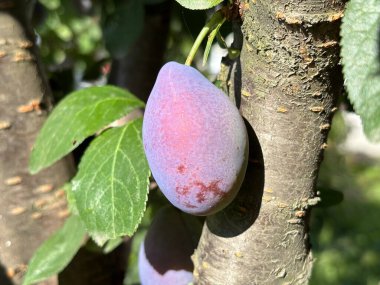 Olgun şeftaliler bir ağacın dalında