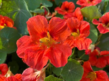 Güzel çiçeklere yakın, açık havada.