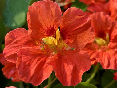 Bahçede güzel kırmızı ve sarı çiçekler