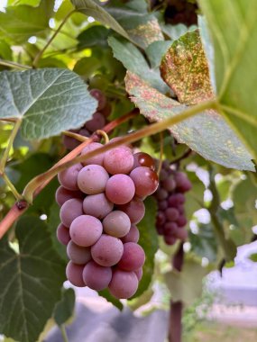 Bir demet üzümü kapat.