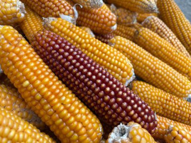 Koçanda mısır koçanları