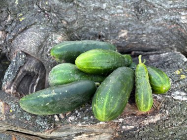 Bahçedeki ağaçtaki taze organik salatalıklar..