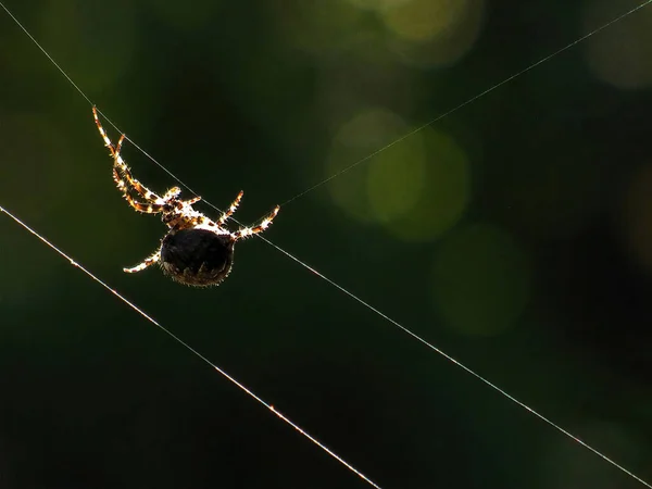Spinnen Basteln Ein Netz Zum Fangen Von Insekten — Stockfoto