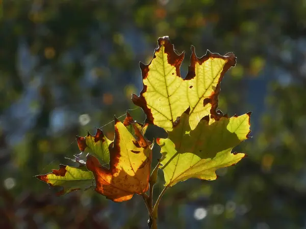 Folhas Outono Com Teia Aranha Luz Volta — Fotografia de Stock