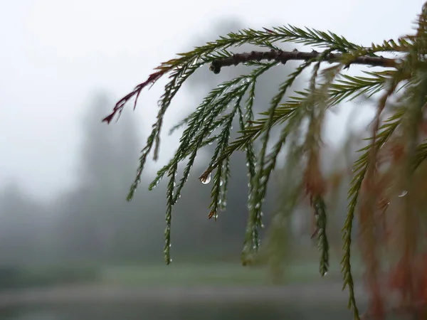 Tropfen Regen Oder Tau Auf Immergrünem Baumzweig Nebligen Morgen — Stockfoto