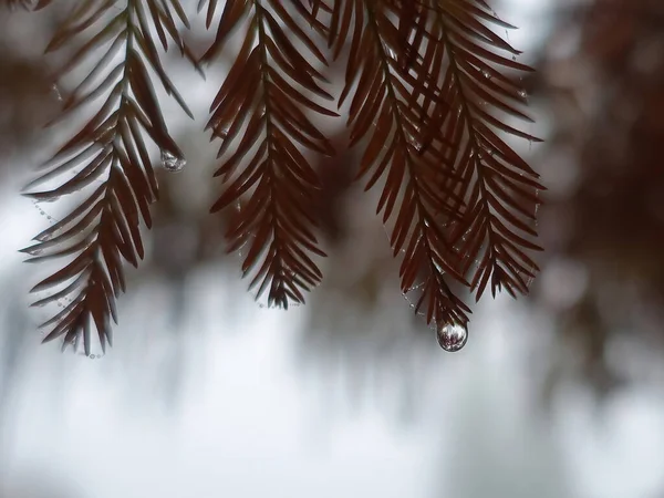 Σταγόνες Βροχής Δροσιάς Αειθαλές Κλαδί Δέντρου Στο Πάρκο Ομιχλώδες Πρωινό — Φωτογραφία Αρχείου