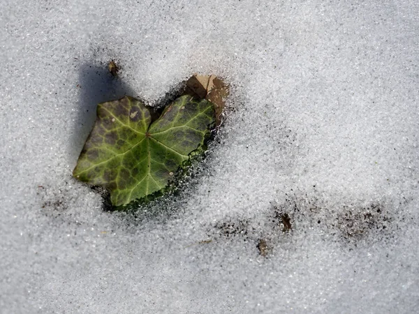 Πράσινο Φύλλο Κισσού Χιόνι Την Ηλιόλουστη Μέρα Του Χειμώνα — Φωτογραφία Αρχείου