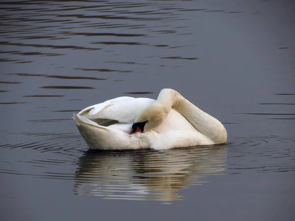 Спящий Лебедь Воде — стоковое фото