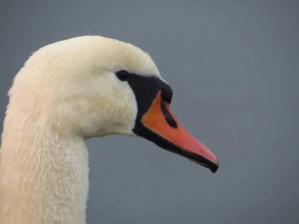 Портрет Прекрасного Лебедя — стоковое фото