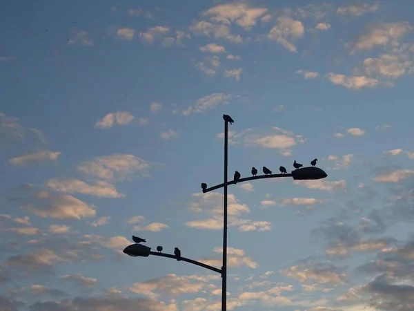 Pájaros Pie Farola Con Poste Luz Cielo Azul Nublado Fondo —  Fotos de Stock