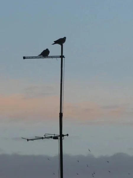 朝の空の背景を持つ建物の上のアンテナ上の鳥のシルエット — ストック写真