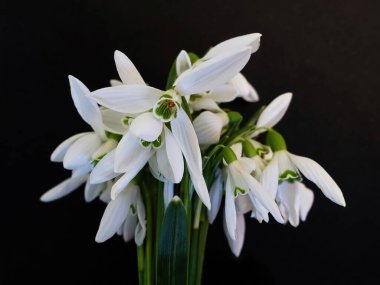 Bunch of snowdrops, bouquet of fresh spring flowers black background