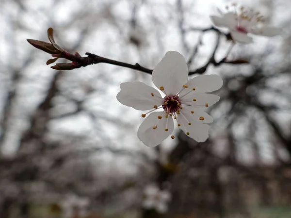 Tree Bloom Beautiful White Spring Flowers — Stock Photo, Image