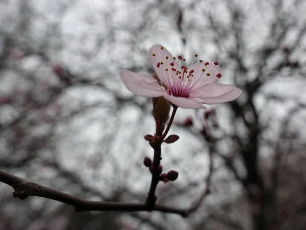 Flor Primavera Galho Árvore — Fotografia de Stock