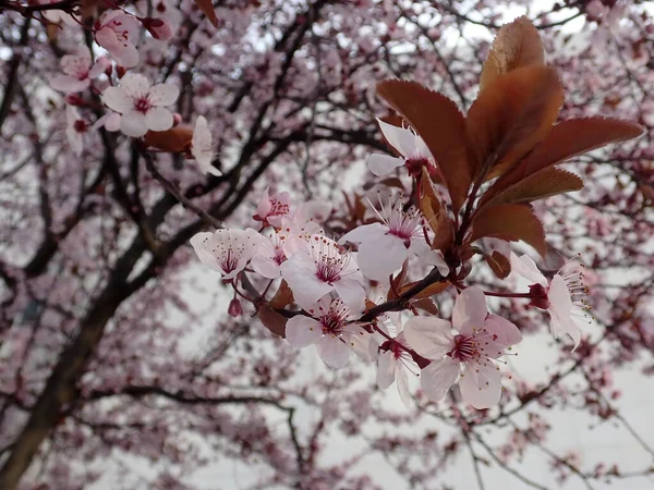Gyönyörű Tavaszi Virágok Egy Virágos Elmosódott Háttér — Stock Fotó