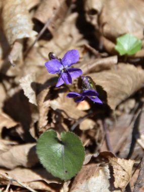 Ormandaki kuru yaprakların arasında mor çiçekler - baharın sembolü