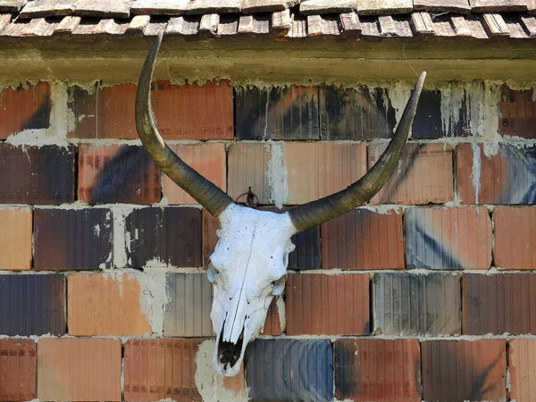 Esqueleto Cabeça Crânio Vaca Touro Com Chifres Parede Externa Casa — Fotografia de Stock