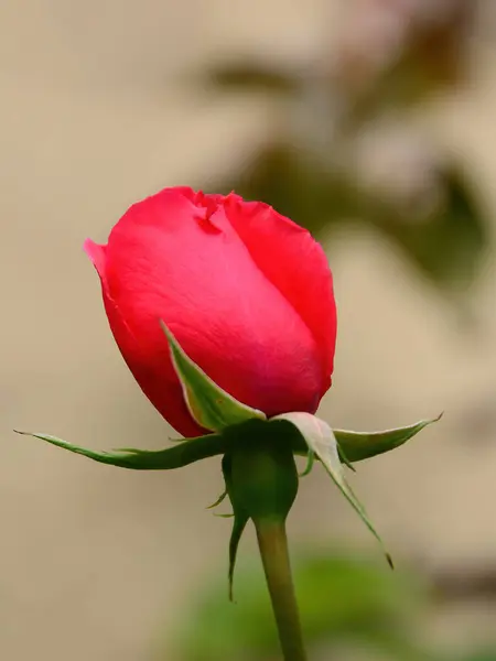 Czerwona Róża Ogrodzie Niewyraźne Tło — Zdjęcie stockowe