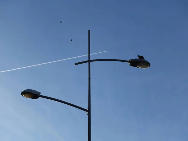 Fågel Står Gatan Lampa Med Lyktstolpe Plan Spår Och Två — Stockfoto