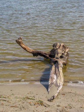 Nehir kıyısındaki sudaki ölü ağaç kütüğü.