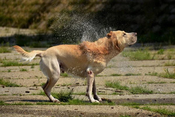 The dog shakes off the water after swimming