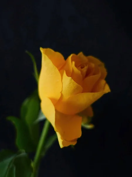 Zbliżenie Wiosny Kwitnącej Żółtej Róży Czarnym Tłem — Zdjęcie stockowe