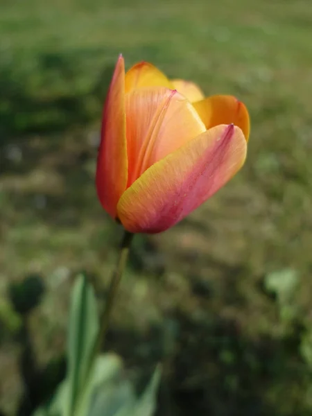 Tulipa Laranja Jardim Fundo Verde — Fotografia de Stock