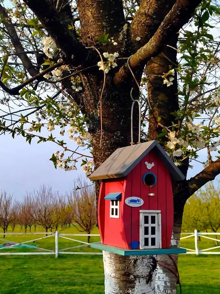Rotes Holzhaus Für Vögel Die Baum Hängen — Stockfoto