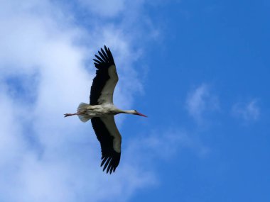 Mavi bulutlu gökyüzünde açık kanatları olan beyaz leylek uçuyor. Vahşi yaşam doğası