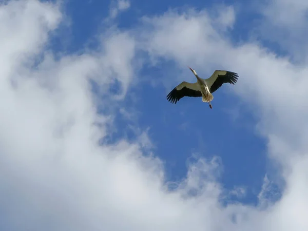 Cegonha Branca Voando Com Asas Abertas Espalhadas Céu Azul Nublado — Fotografia de Stock