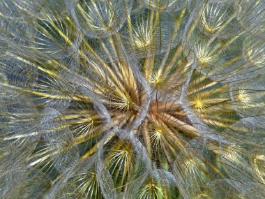 Tohumlu karahindiba kafasının makro görüntüsü