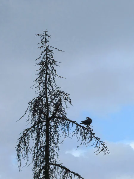 Ensam Fågel Ett Vintergrönt Träd Mot Molnig Blå Himmel — Stockfoto