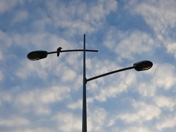 Bird standing on the street lamp with lamp post, cloudy  blue sky in background