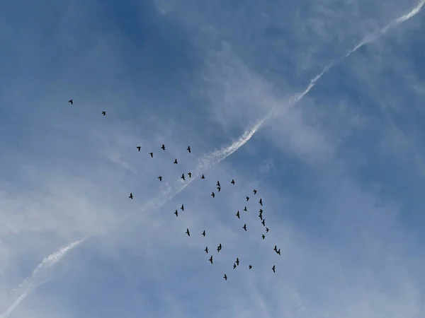 Freedom - flock of birds flying on blue sky with airplane trail background