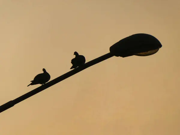 Sokak lambasının üzerinde duran iki kuş - arka planda gün batımında gökyüzünde siluetler