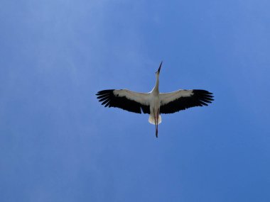 Mavi gökyüzünde açık kanatları olan beyaz leylek uçuyor. Vahşi yaşam doğası