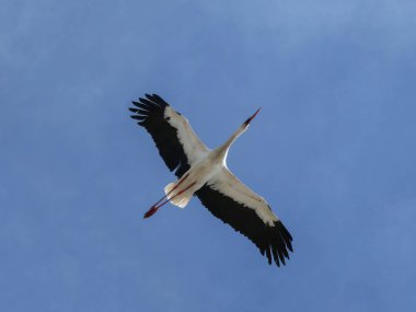 Mavi gökyüzünde açık kanatları olan beyaz leylek uçuyor. Vahşi yaşam doğası