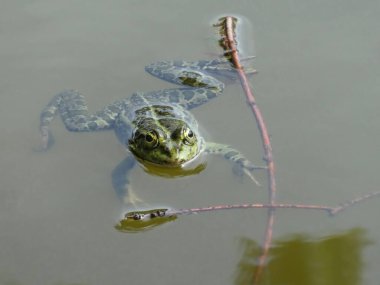 Dalların yakınındaki gölet suyuna kurbağa.