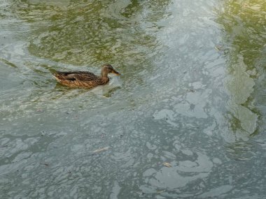 Kamu parkında kirli suda yüzen ördek.