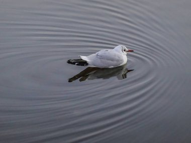 Martı suda huzur içinde yüzüyor, su etrafını sarıyor.