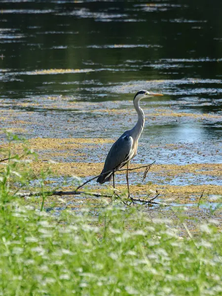Gri Heron, Ardea Cinerea, gölette yiyecek bulmak için bekliyor.