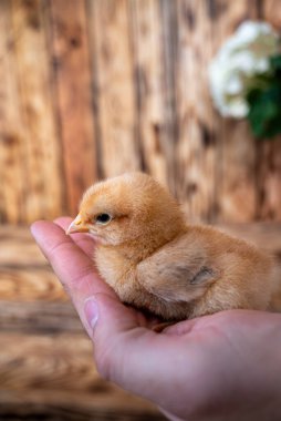 Küçük sarı bir civciv uzanmış bir elde dinleniyor. Yavrunun tüyleri yumuşak ve kabarık, gagası ise küçük ve soluk..