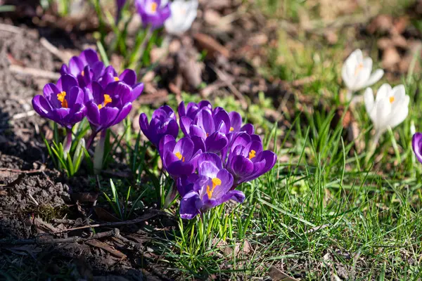 Yeşil çimenler ve toprakla çevrili, yerden canlı mor kır çiçekleri yükselir..