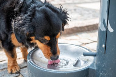 Bir sade ve çeşmeden su içiyor. Çeşmenin içinde küçük bir su akıntısı olan parlak metal bir havuzu var.