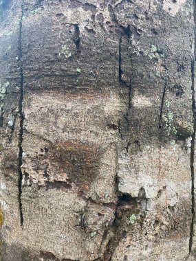 Doğal desenli eski ahşap doku.