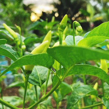 biber bahçede yetişiyor.