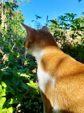 Bahçede bir kedi